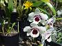 Tinonee-orchids-2 066